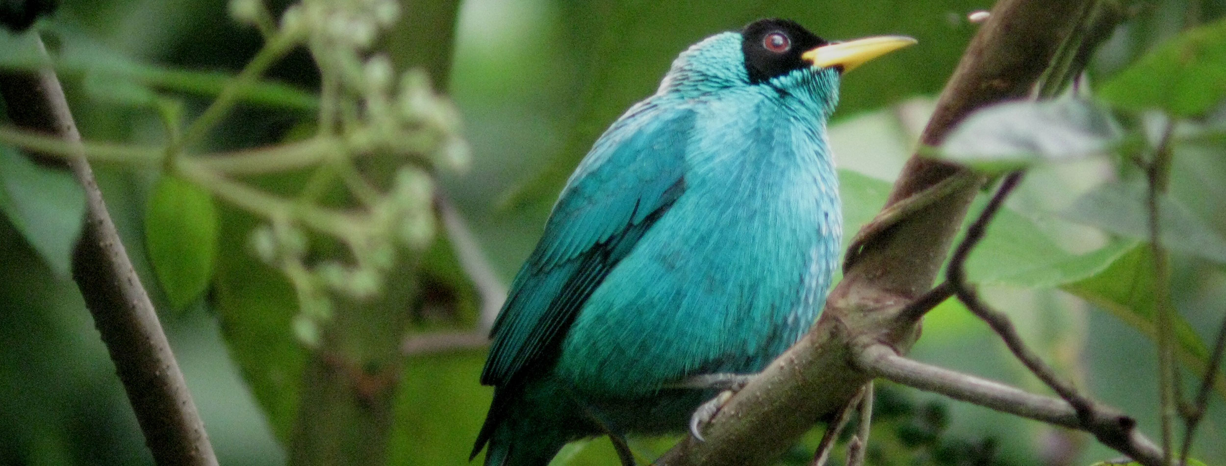 Bird Watching Half Day