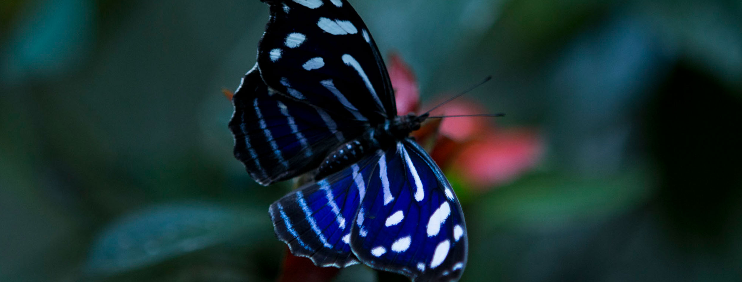 Jardín de Mariposas