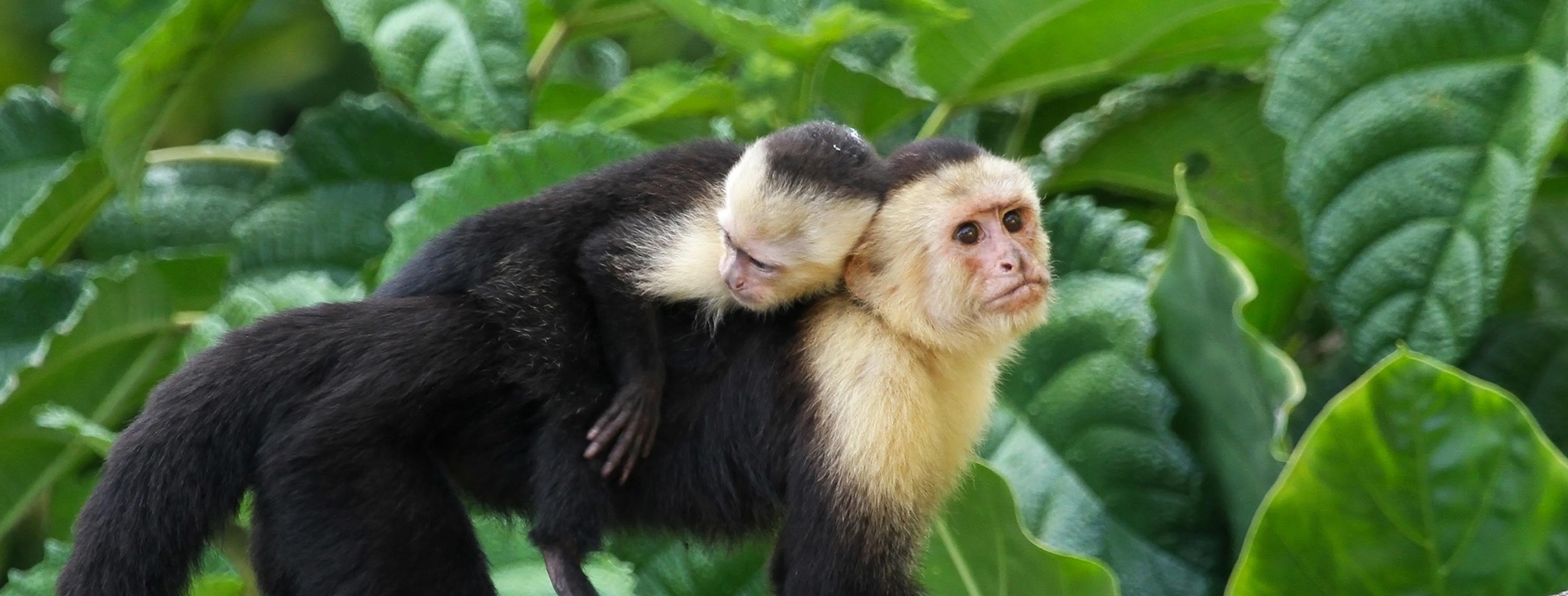 amantes de la naturaleza