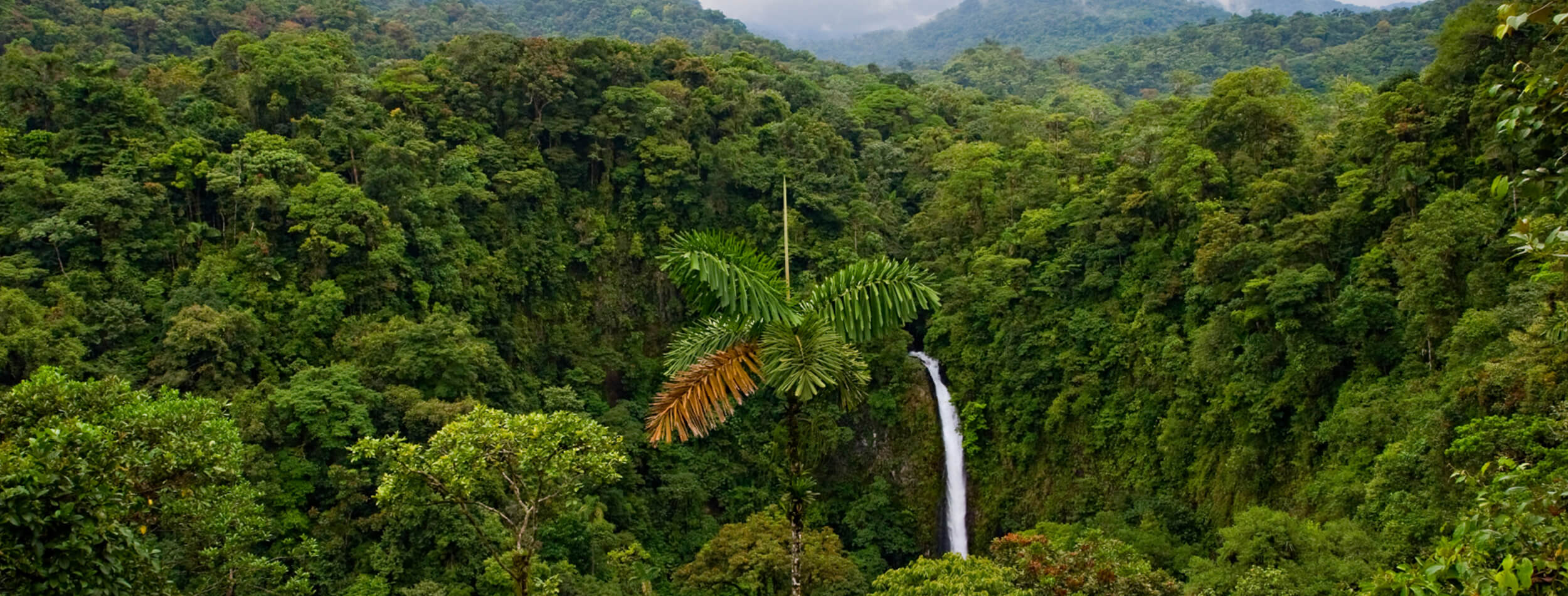 Costa Rica Jungle Rhythms!