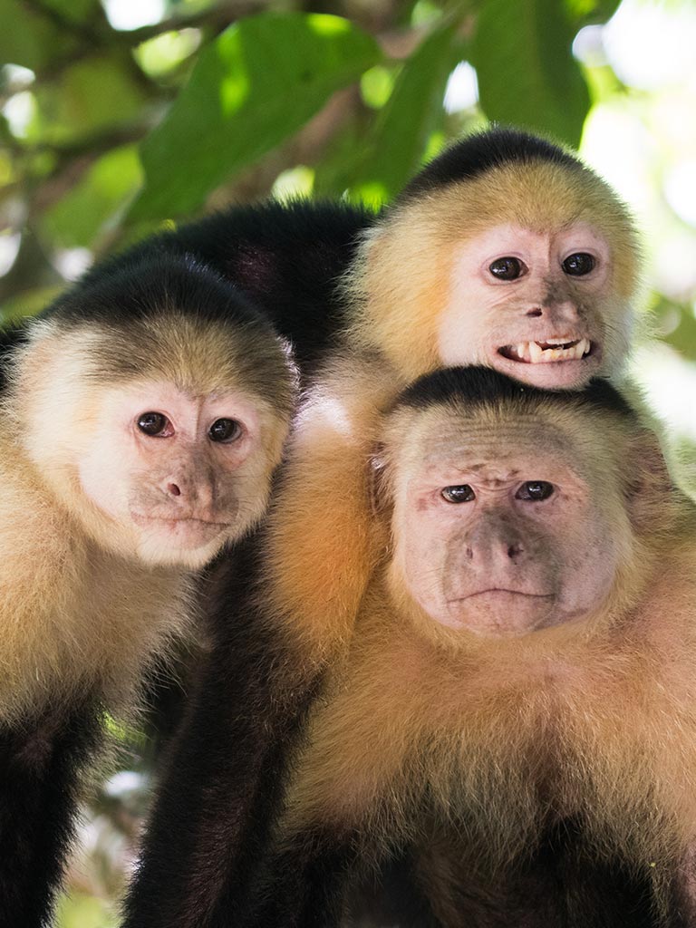 Costa Rica Pura Vida!