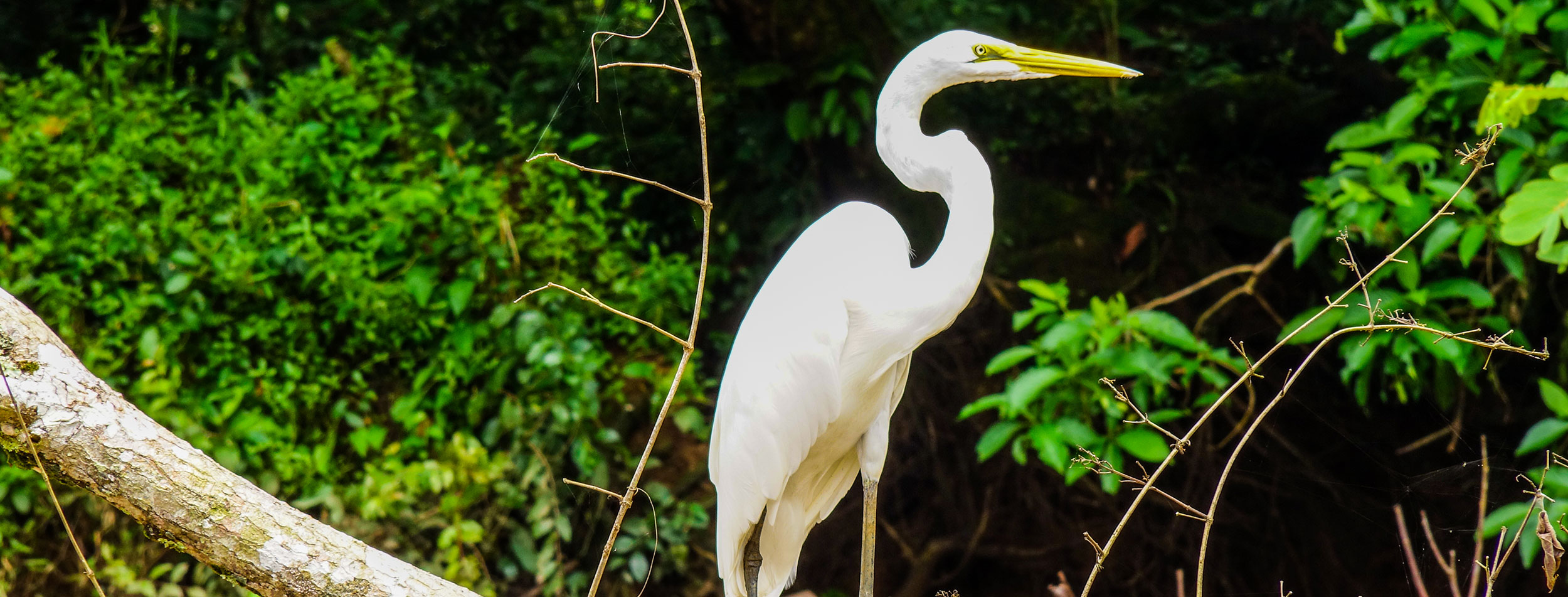 Tour de manglar