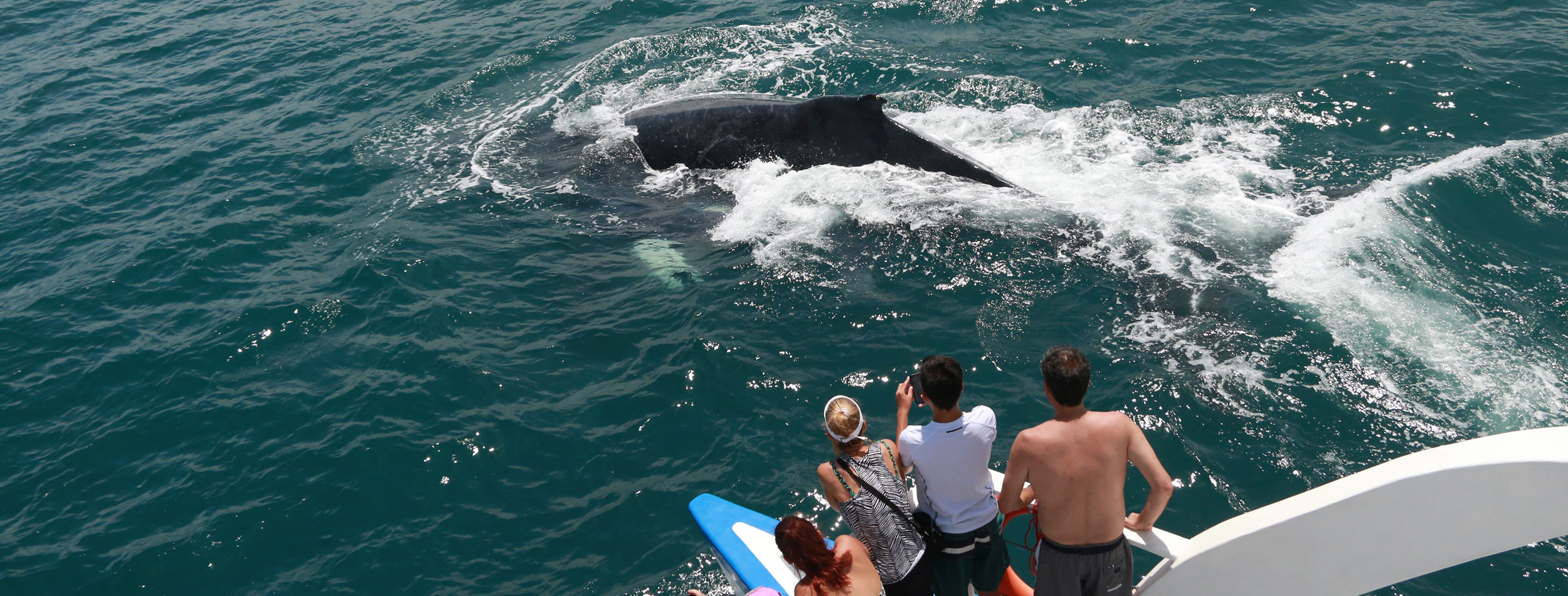 Delfines y Ballenas