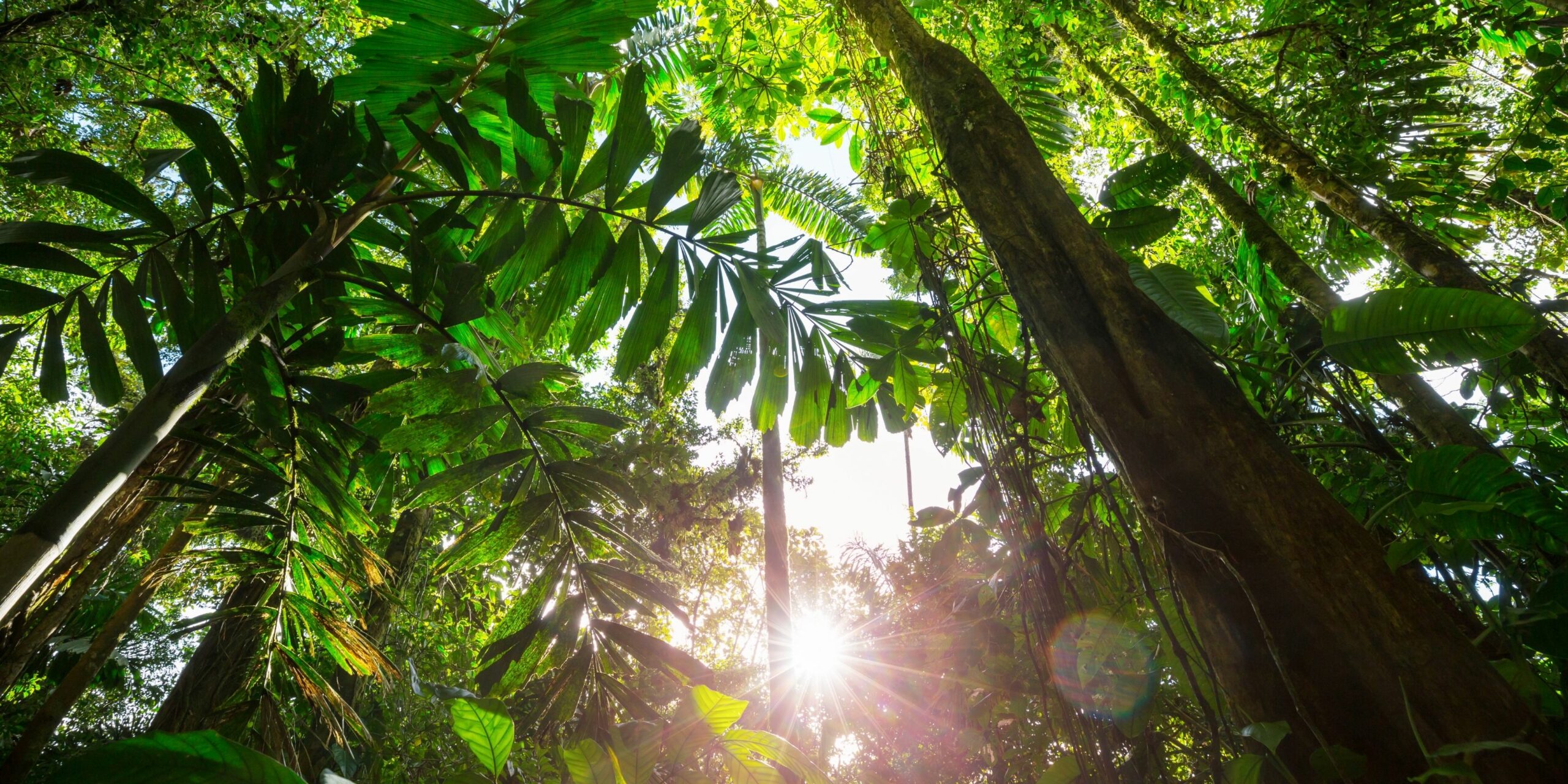 Bosques Costa Rica