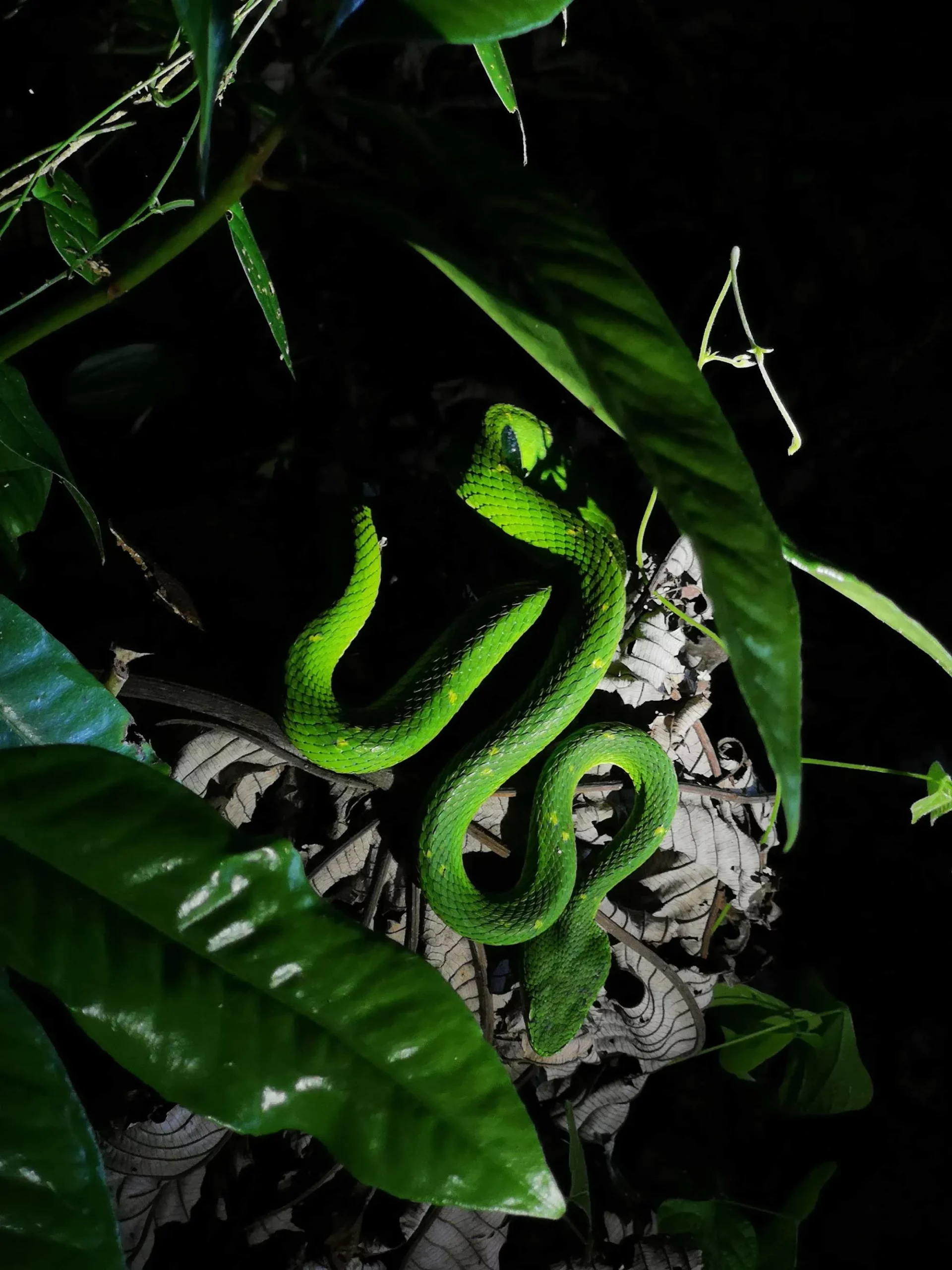 Caminata Nocturna para Observar la Vida Silvestre
