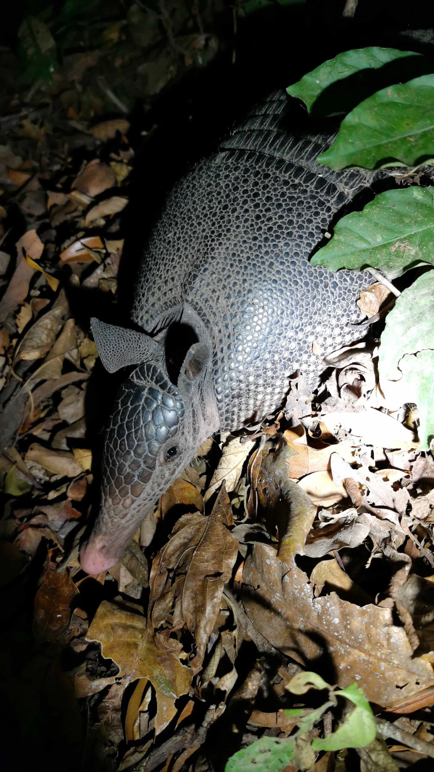 Caminata Nocturna para Observar la Vida Silvestre