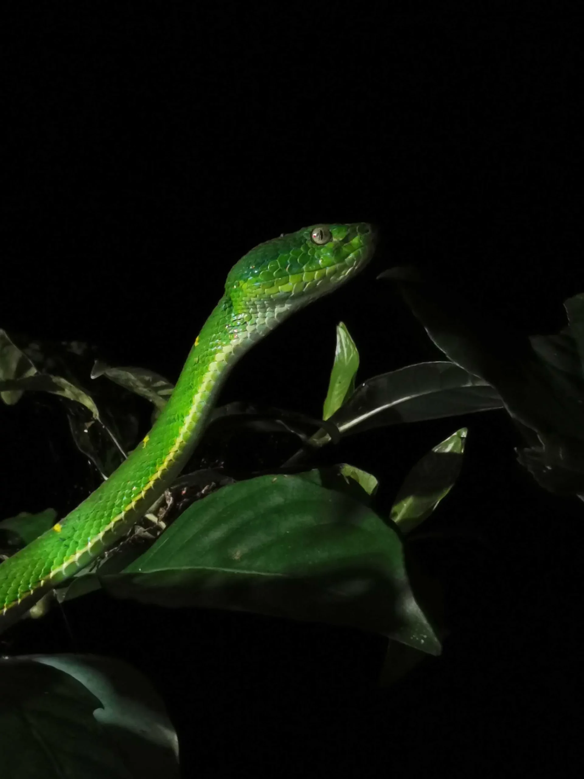 Caminata Nocturna para Observar la Vida Silvestre