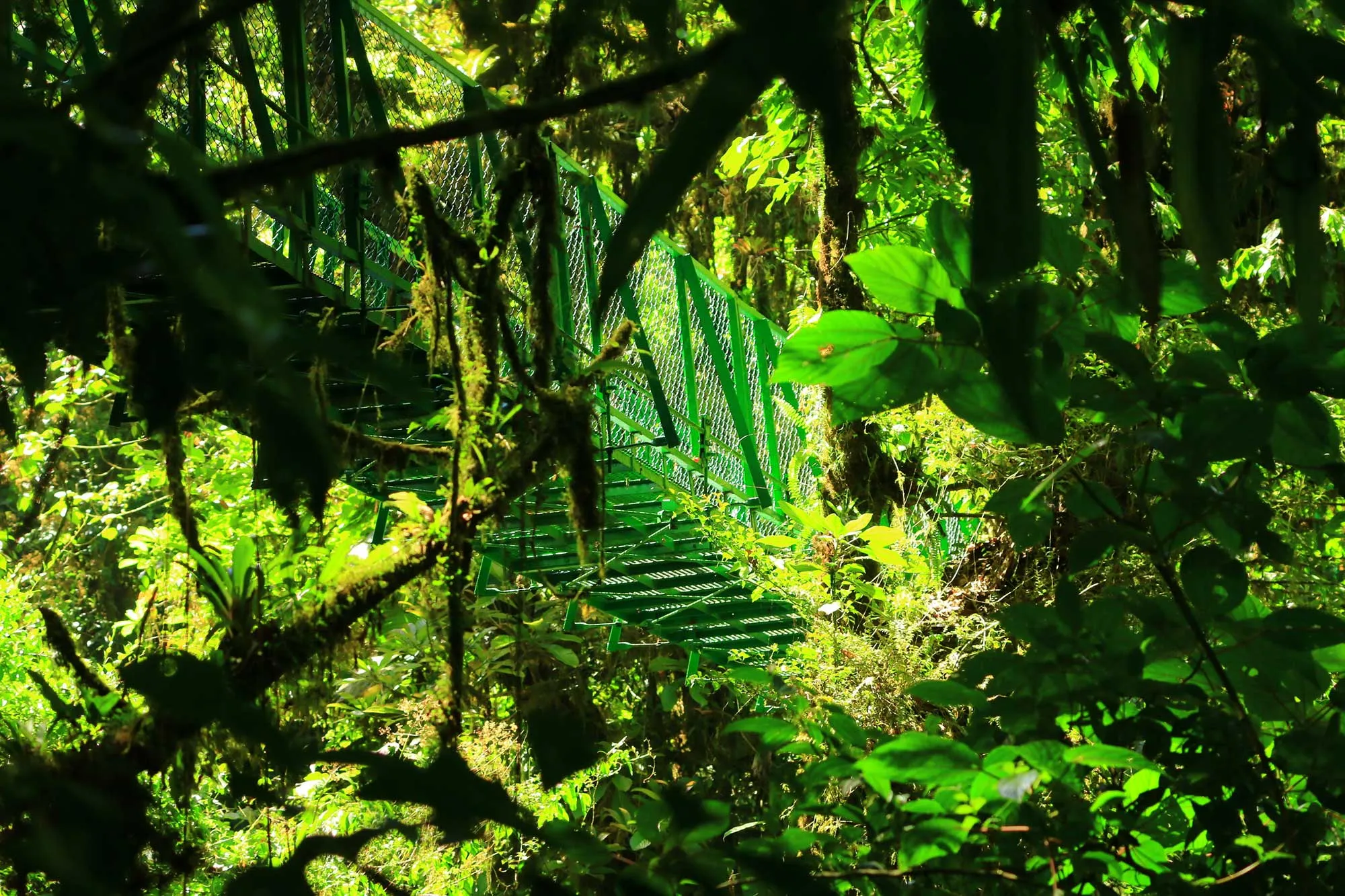 Paquete Oro: Canopy + Puentes Colgantes